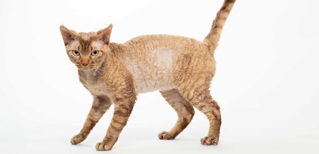 Devon rex